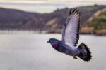 pigeon