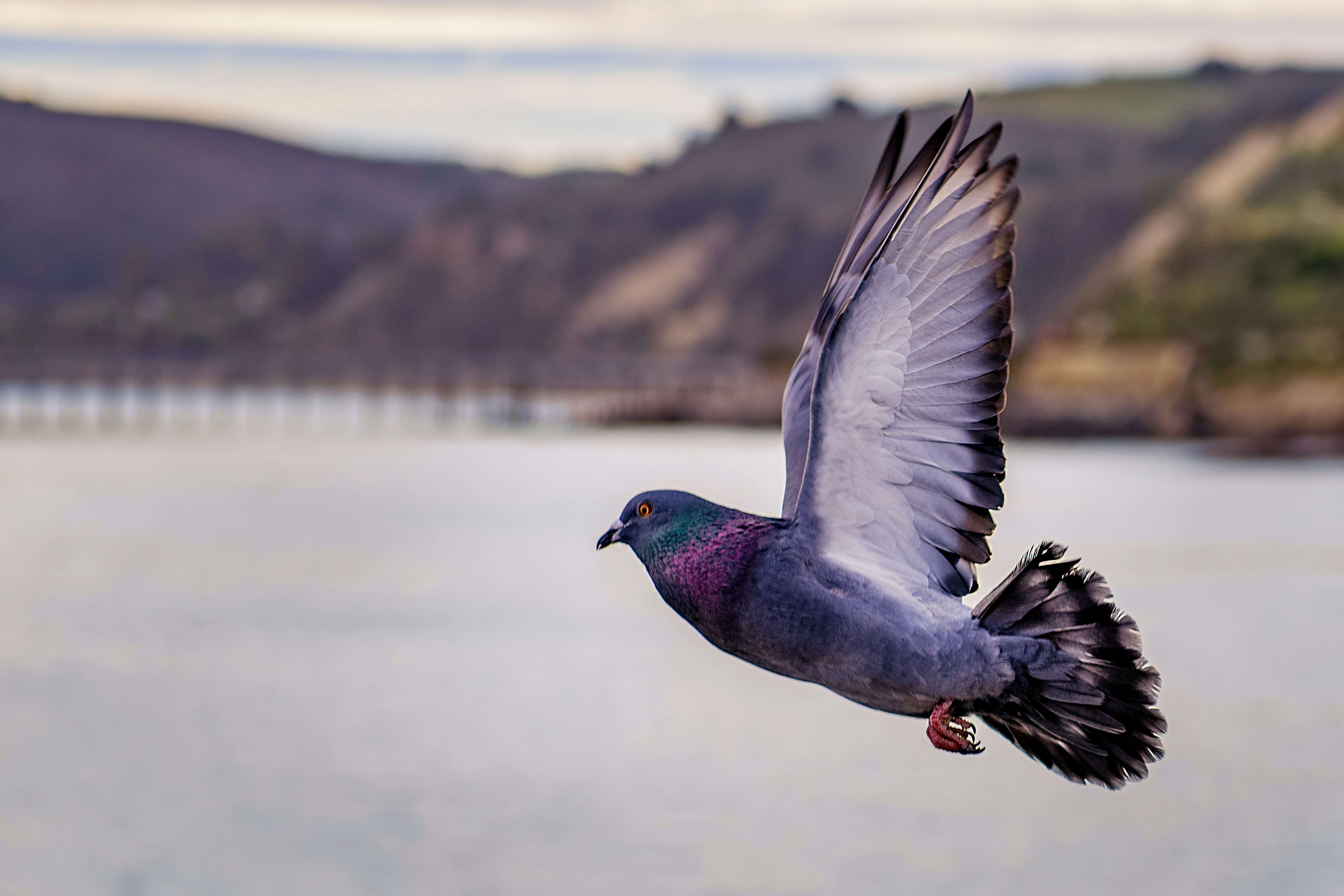 pigeon